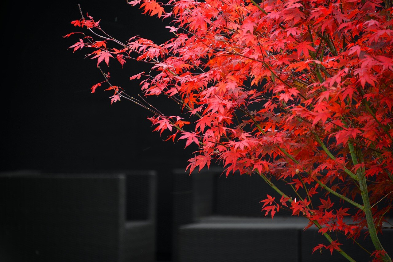 Autumn color in a Rocky Mountain garden
