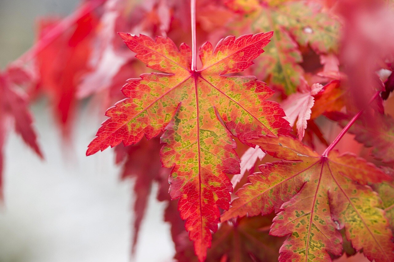Autumn color in a Rocky Mountain garden