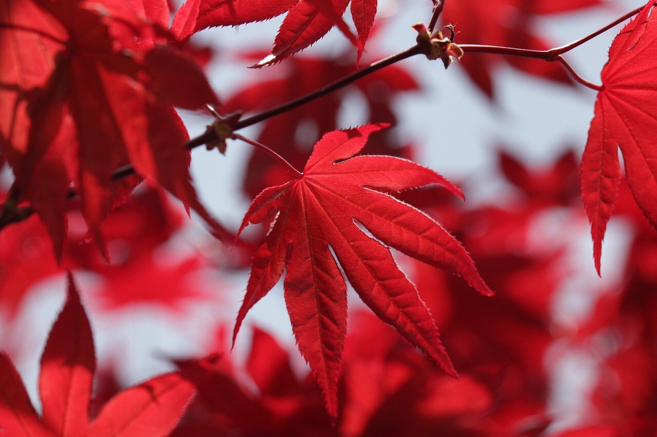 Autumn color in a Rocky Mountain garden