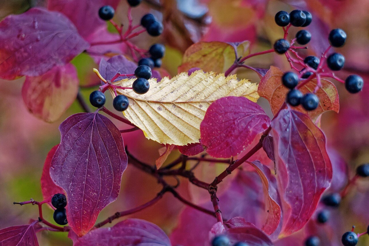 Autumn color in a Rocky Mountain garden