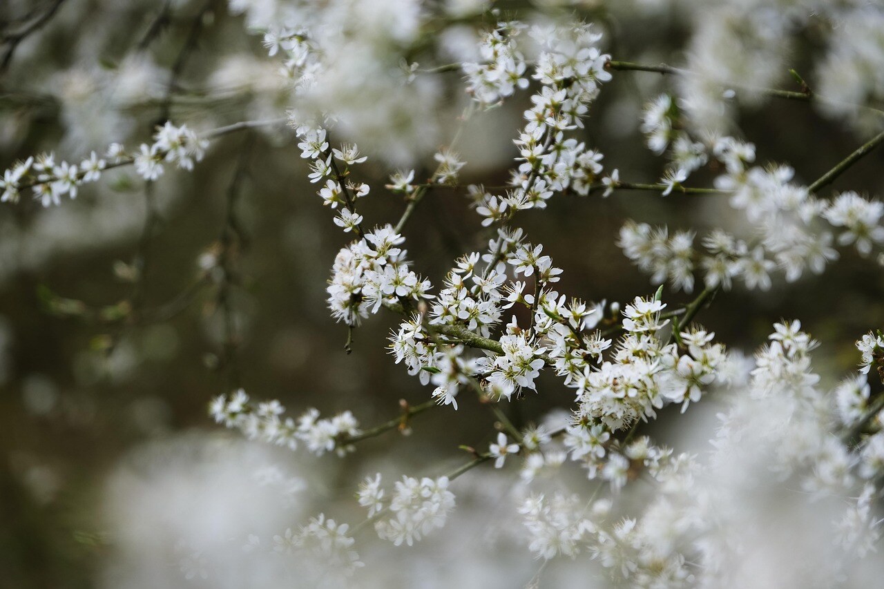 A Colorado mountain garden under winter snow