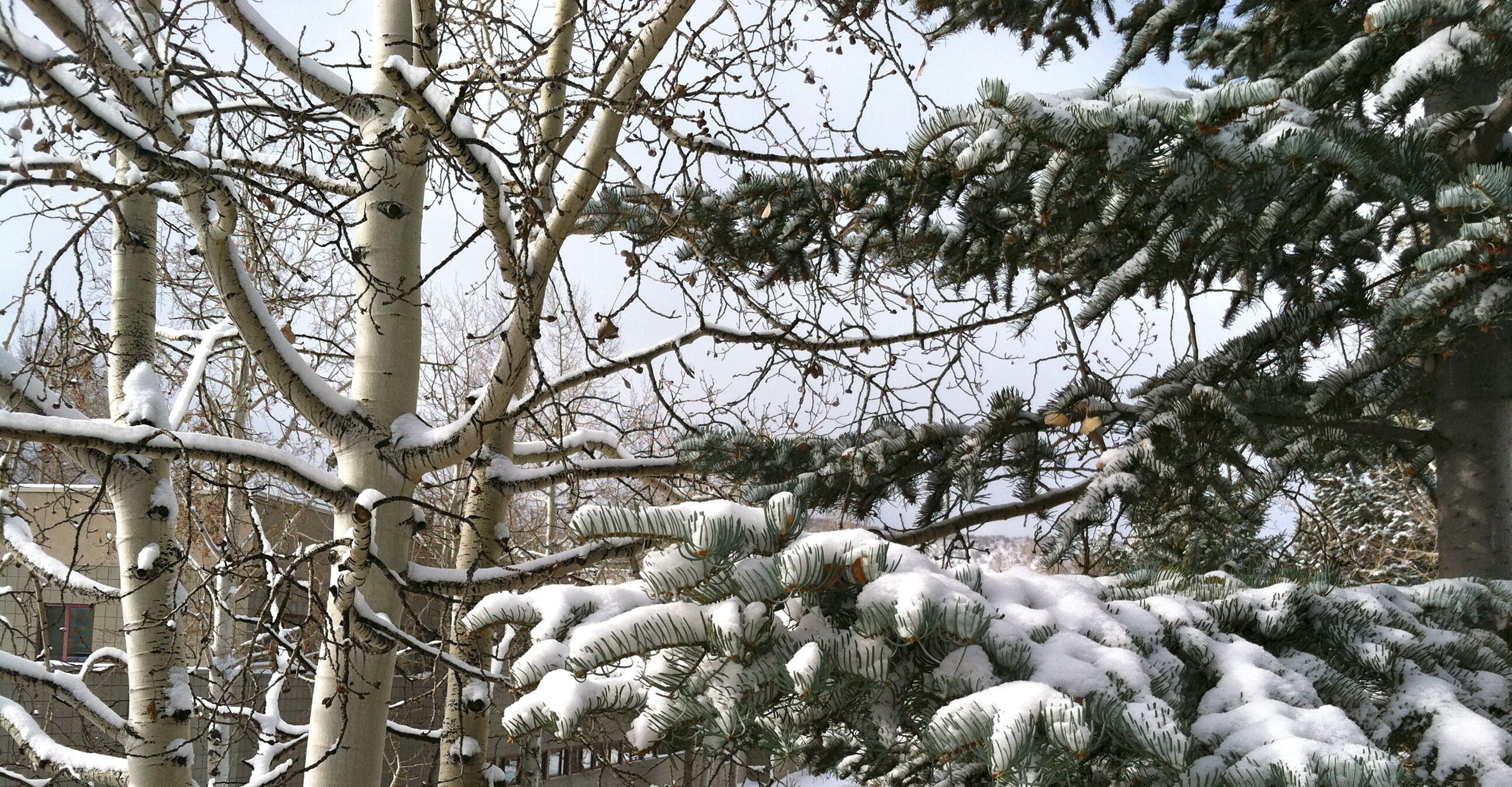 Snow-covered aspens and spruce branches in winter
