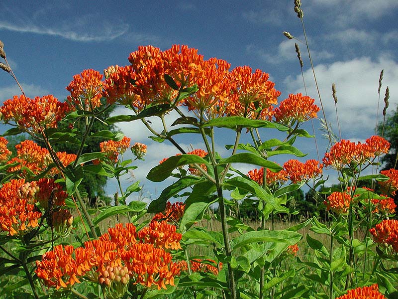 A high-country garden in spring
